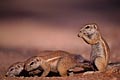  écureuil terrestre fouiner terrier creuse patte Namibie 